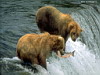 miniatura_bears_fishing3 copia